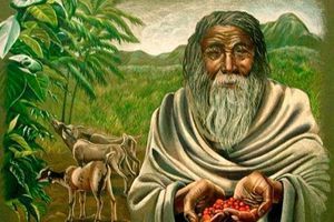 What is coffee and where did it come from? photo