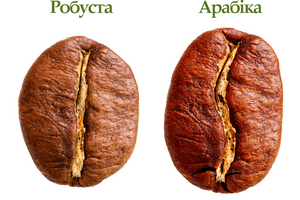 How does Arabica differ from Robusta in taste and strength? photo