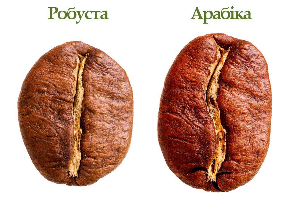 Робуста і Арабіка та їх різниця